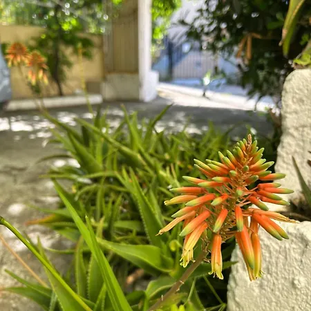 Dimos Nr 2 Apartment *
